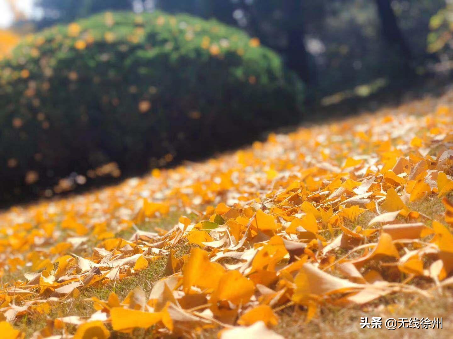 四色的徐州之秋，你最爱哪一款？