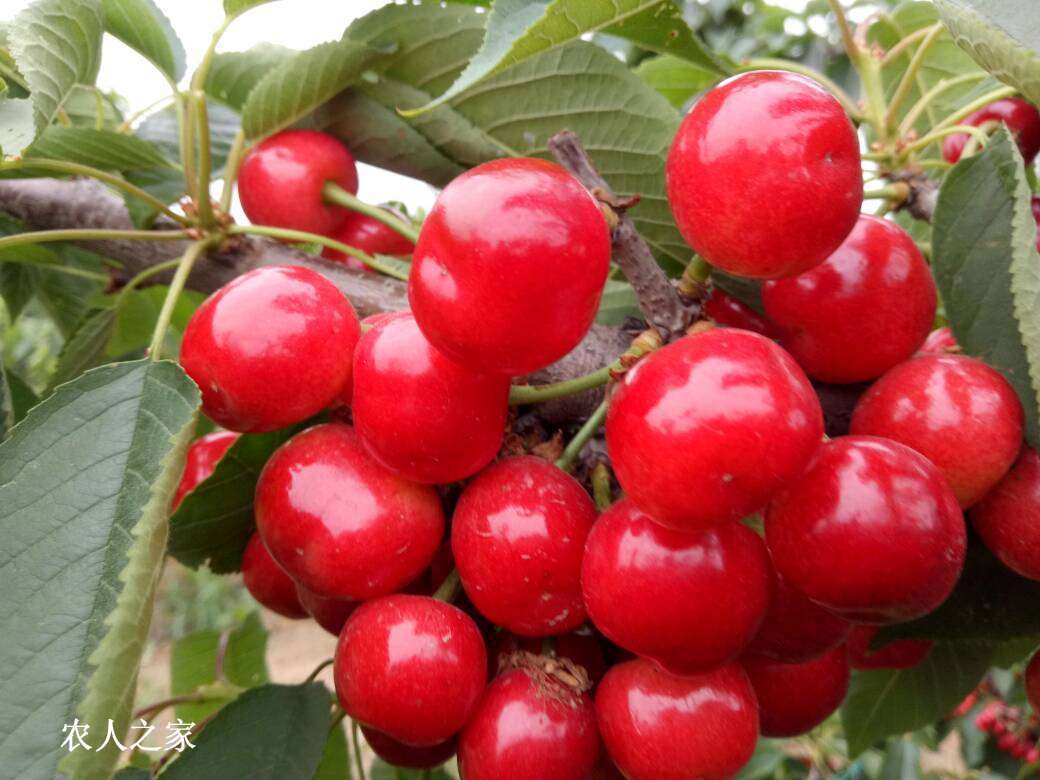 布鲁克斯大樱桃裂果,特大果樱桃裂果