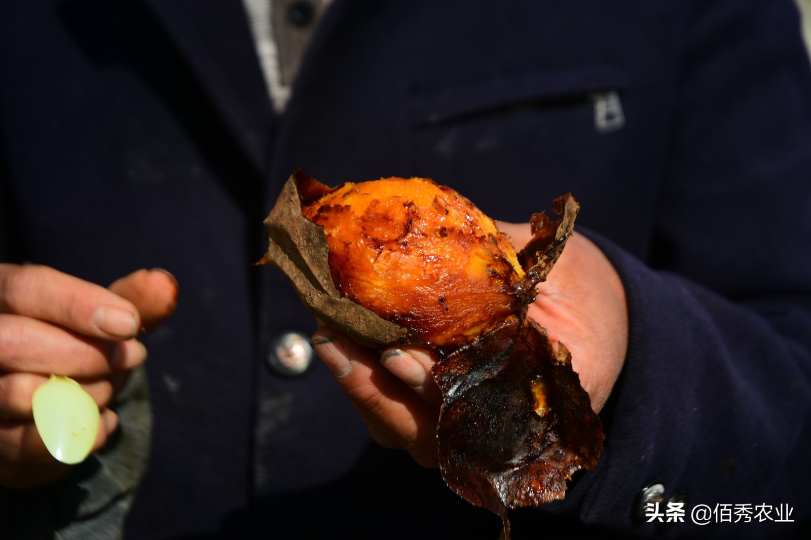 红薯种植一亩能产多少斤多少利润,农村红薯蔬菜种植最赚钱