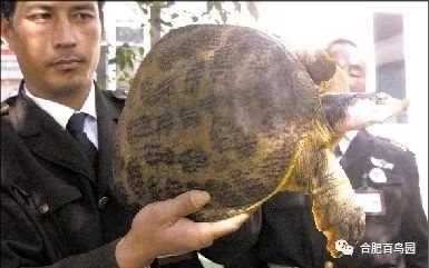 科普动物知识类短视频,龟鳖科普