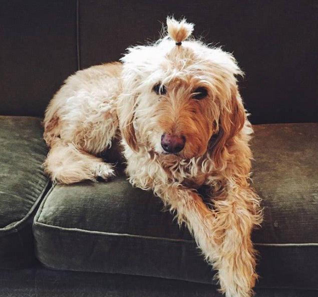 狗狗缺钙严重会站不起来视频,狗狗缺钙两后腿站不起来怎么办