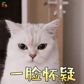 舔猫咪一口猫会有什么反应呢,猫咪特别容易舔毛是怎么回事