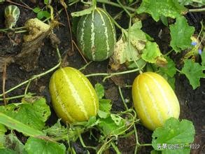 河南省信阳市息县最实惠的美食,信阳息县特色美食哪家好吃