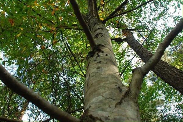 青冈树木材很硬么,青冈是什么材质