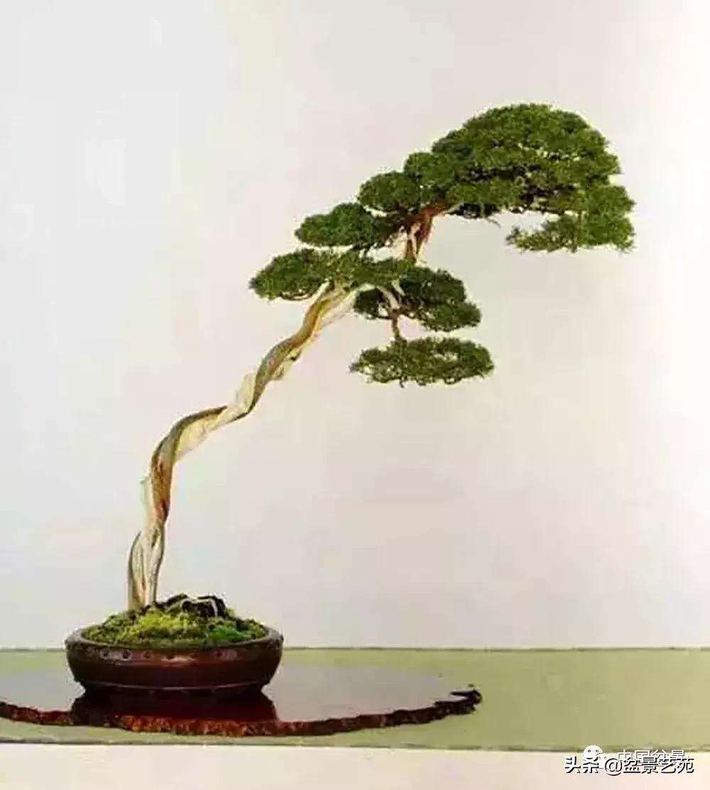 天生好养的36种盆景植物,什么植物盆景适合屋内养