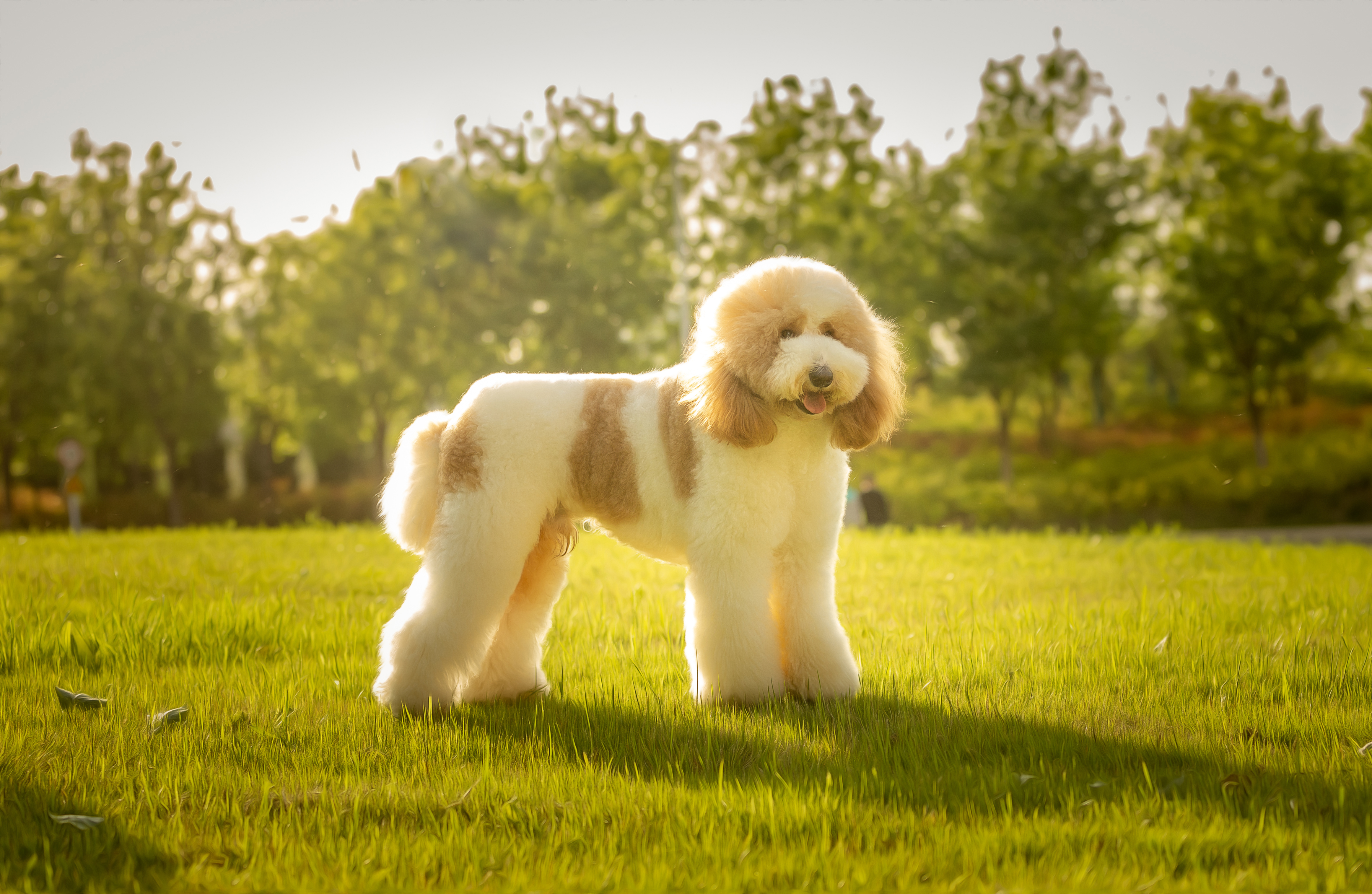 你会花钱给你的宠物拍写真吗?