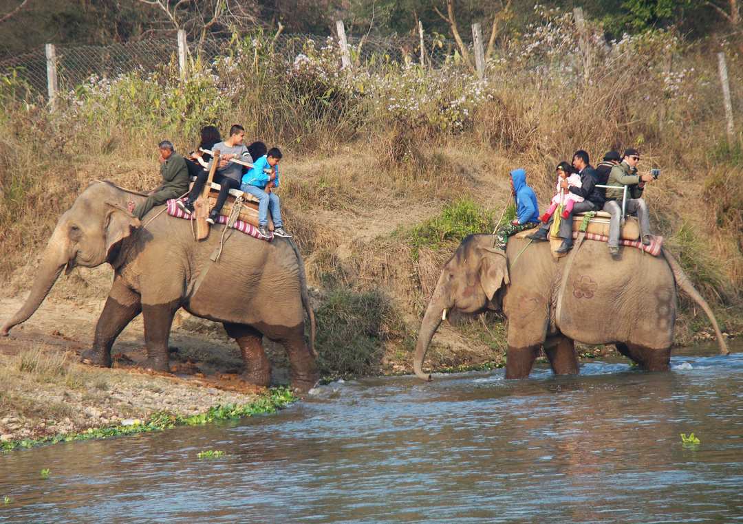 世界杯大象足球,大象足球比赛