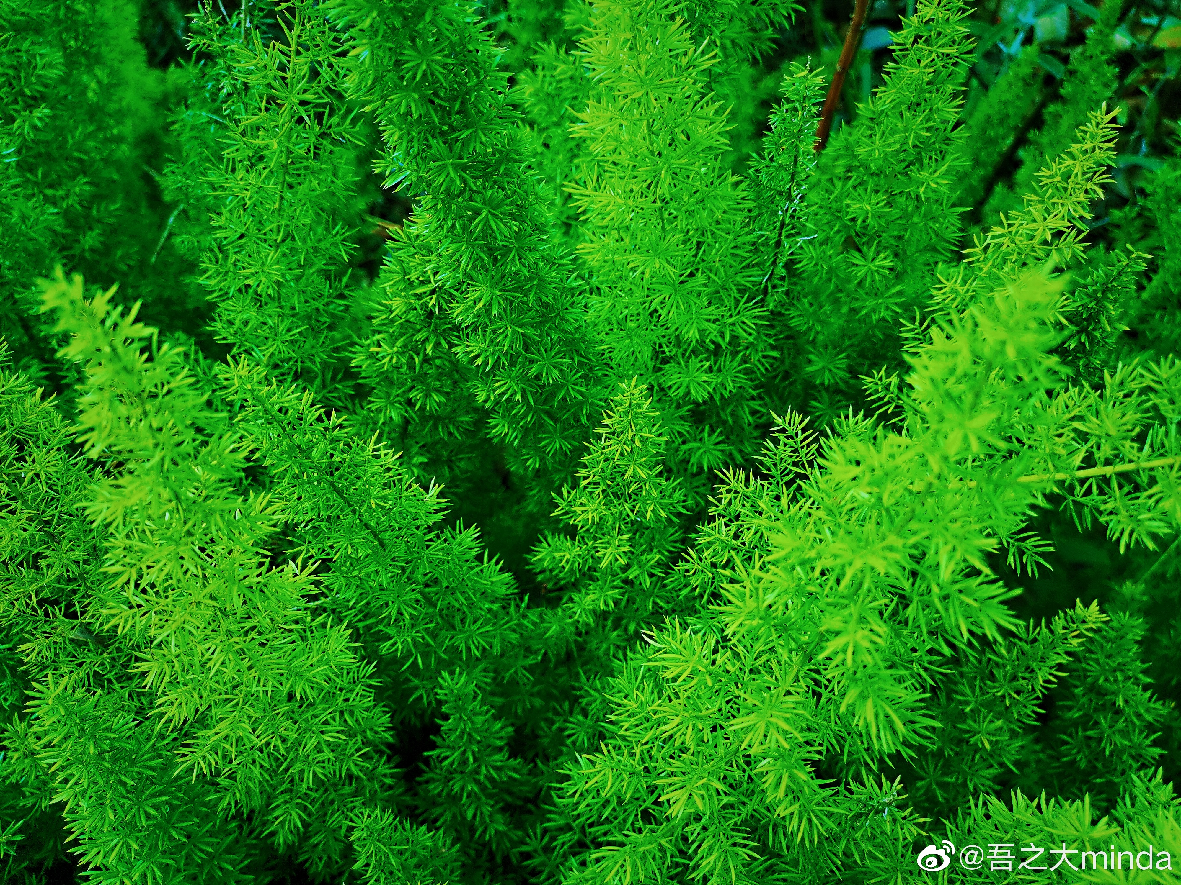 梧桐山下幽径,梧桐山下清风明月