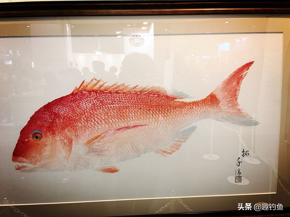 日本钓鱼装备视频,日本钓鱼渔具怎么用