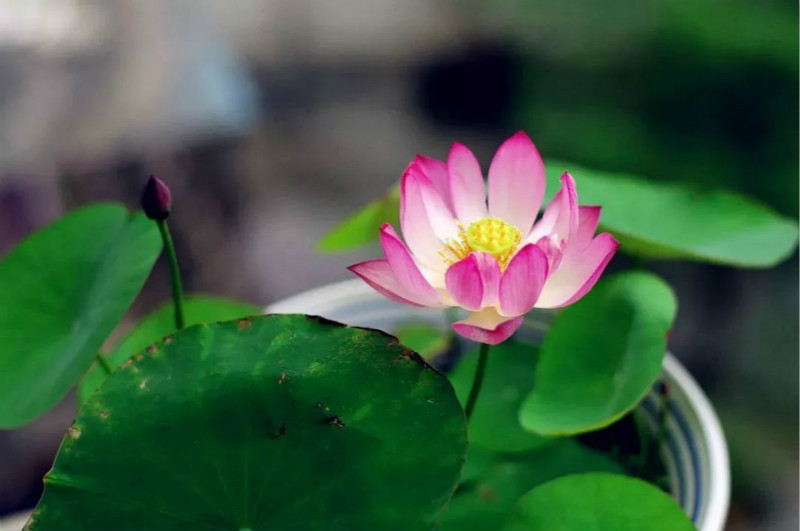 碗莲种在泡沫箱里为什么不开花,碗莲怎么种得好看又好养