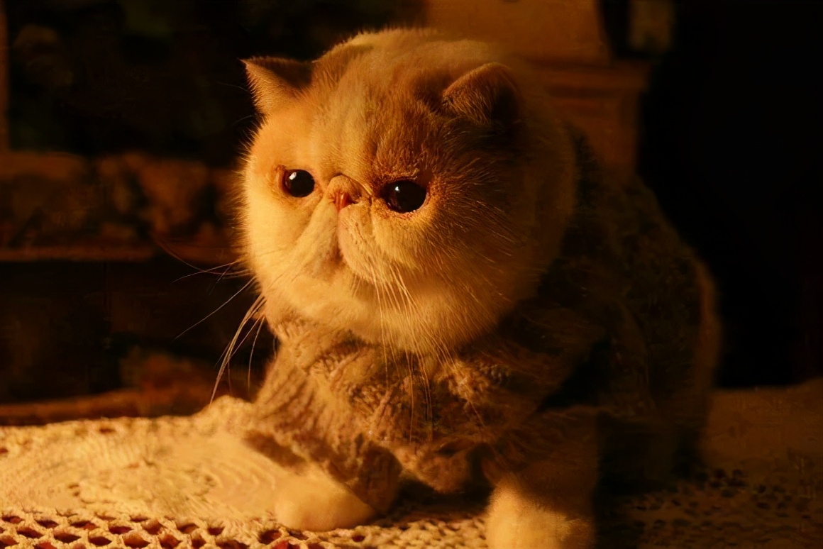 人类宠物到底有多可爱,人类为何喜爱人造宠物