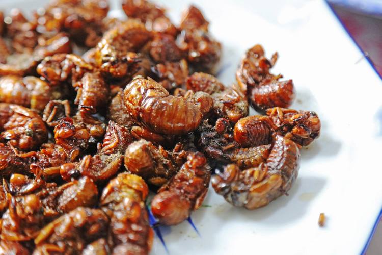 带大家了解一下昆虫美食,国外很火的4种美食昆虫你敢吃吗