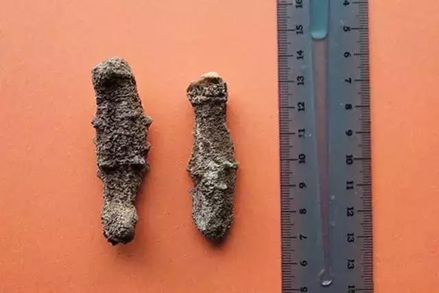 海参的图片和海参的知识,海参介绍的视频