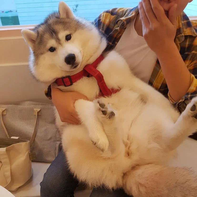 二哈减肥,为什么二哈会变瘦