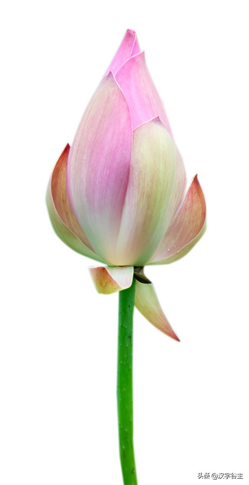 汉字植物课：大语文这样学，把与荷花有关知识及字词诗文一网打尽