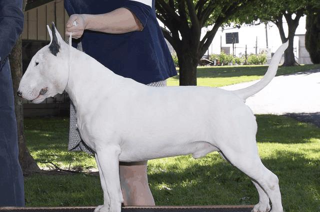 世界上六种猛犬排行榜,世界猛犬的前十名