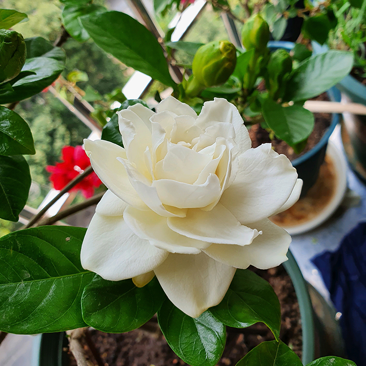 栀子花买回来黄叶不开花,栀子花总有黄叶叶子不油亮怎么办