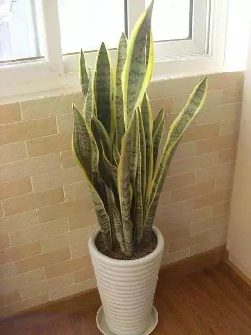 种什么蔬菜可吸甲醛,坪地吸甲醛的植物