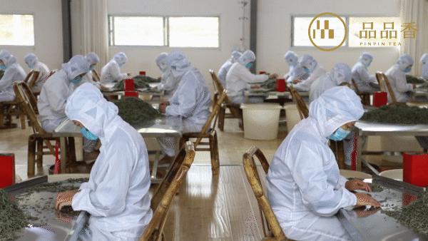 冰糖甜香老白茶,冰糖白茶兰花香