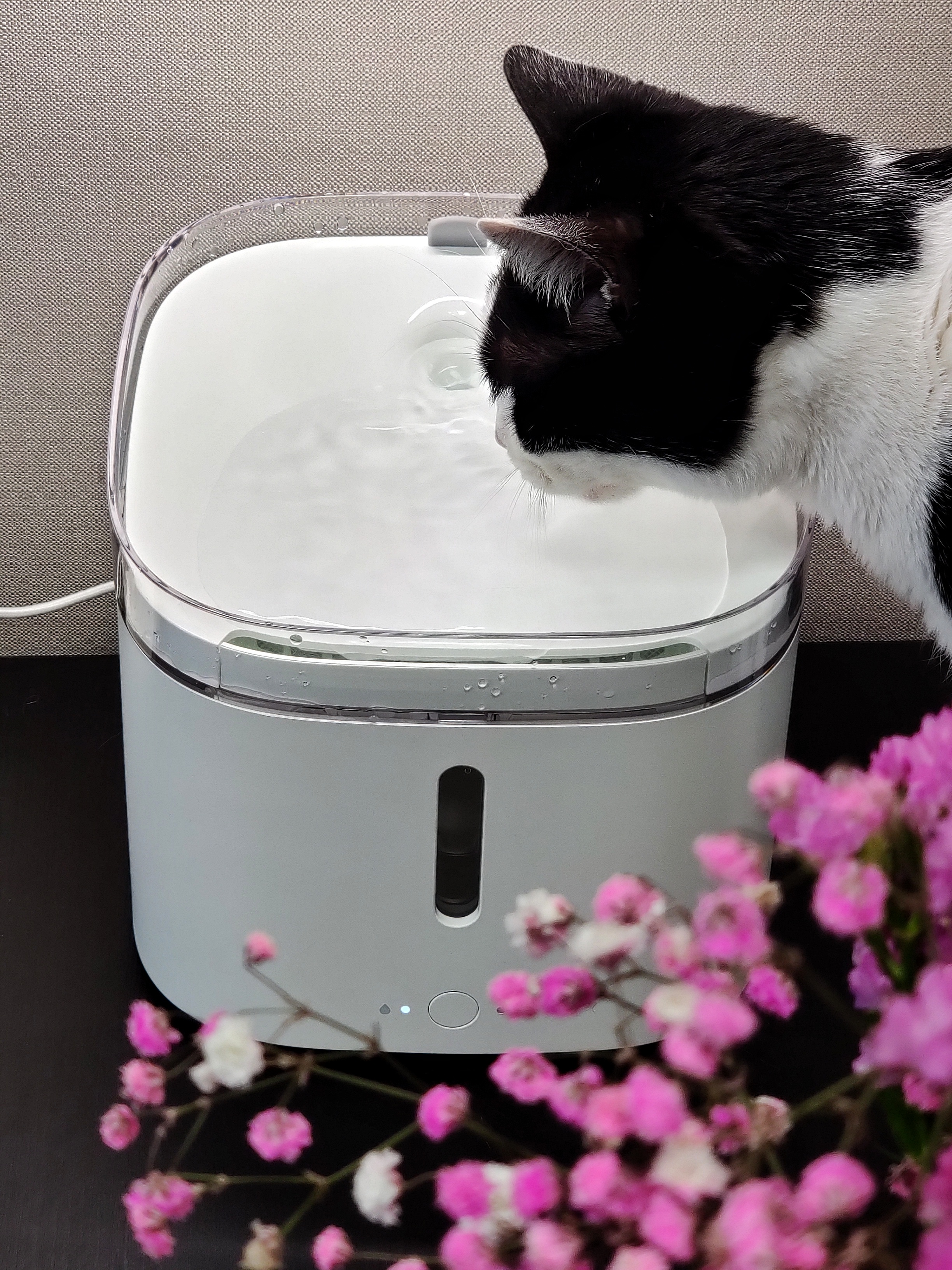 幼猫可用的猫咪饮水机,如何让猫咪学会用猫咪专用饮水机