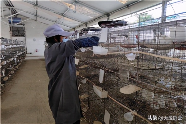 肉鸽养殖前景分析报告,云南肉鸽养殖前景