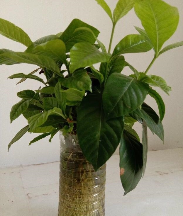 水培郁金香花期过后怎么处理叶子,4种花适合新手养漂亮好养