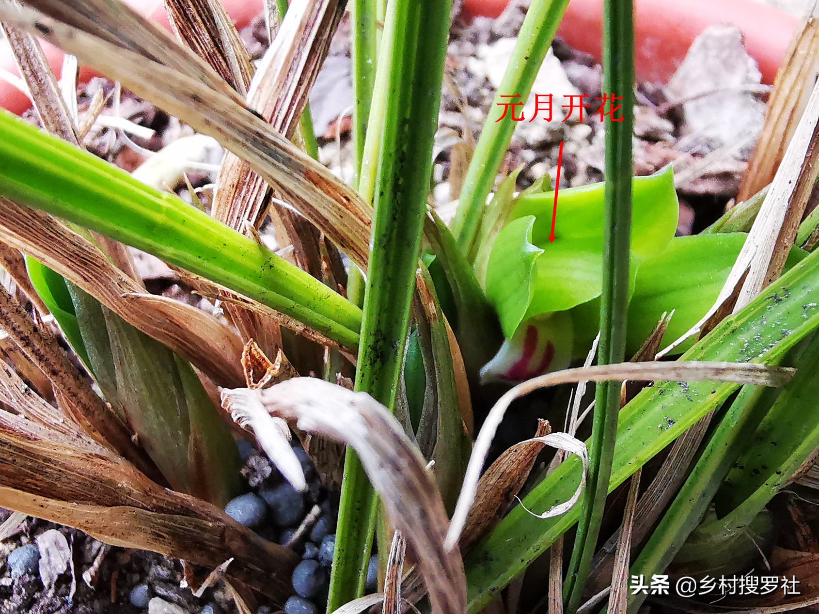 兰花长出了花苞如何让它长快一些,已有花苞的兰花怎么管理好