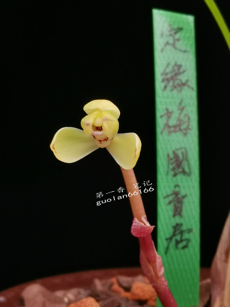 「花开欣赏」0340：春兰定缘梅单花竞开