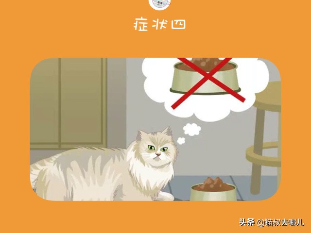 猫鼻支炎怎么治,猫鼻支气管炎能自愈吗