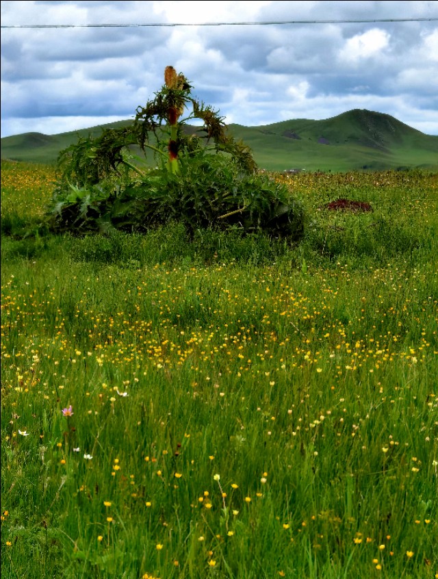 一条绝美草原之路,一条绝美的自驾公路
