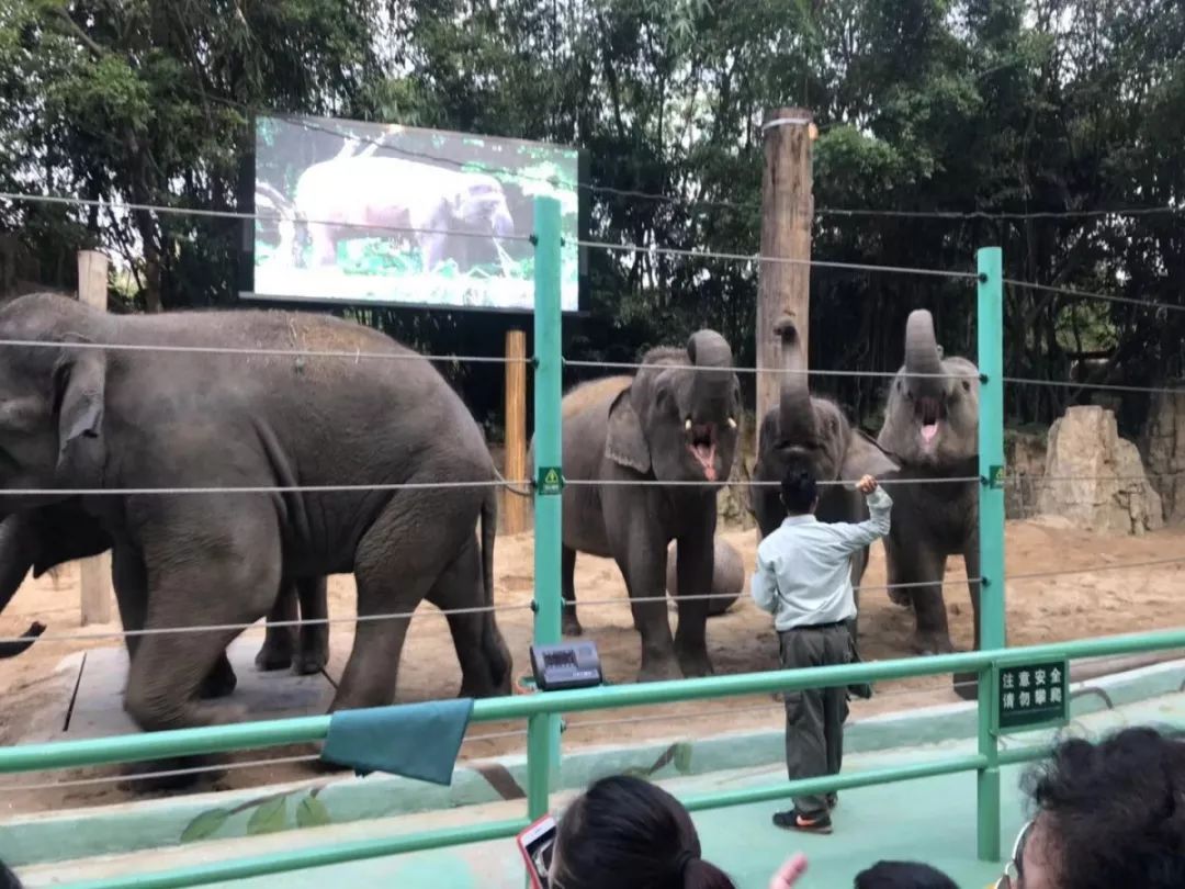 带娃广州长隆2天1夜旅游攻略,带娃自由行长隆旅游攻略
