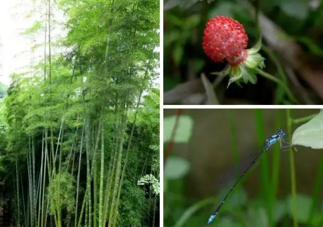 热炸!四川这些小众避暑佳境,光看图就能凉快10℃