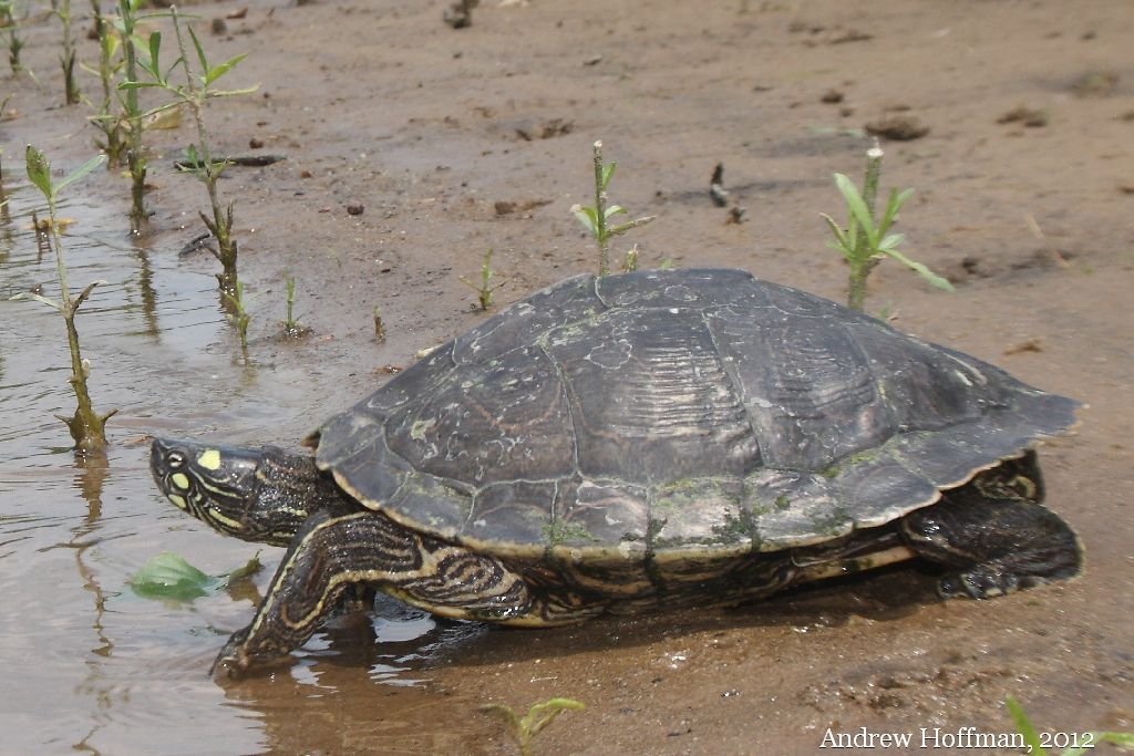 匠志萌宠乐园教学,匠志萌宠