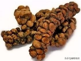 越南的猫屎咖啡怎么样,如何辨别猫屎咖啡真假