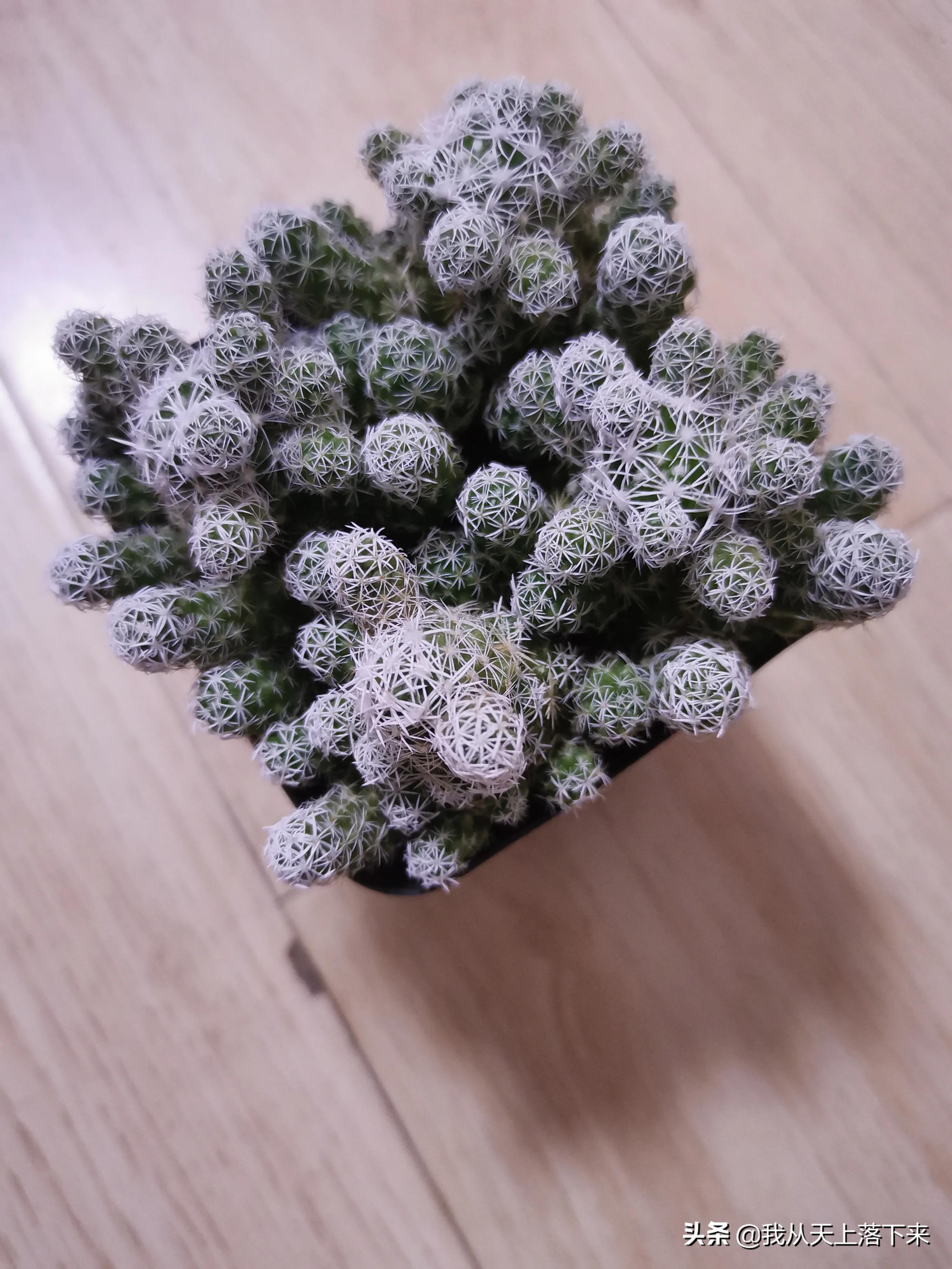 89种常见多肉植物品种图，实物拍摄，还不认识的小伙伴赶紧收藏好