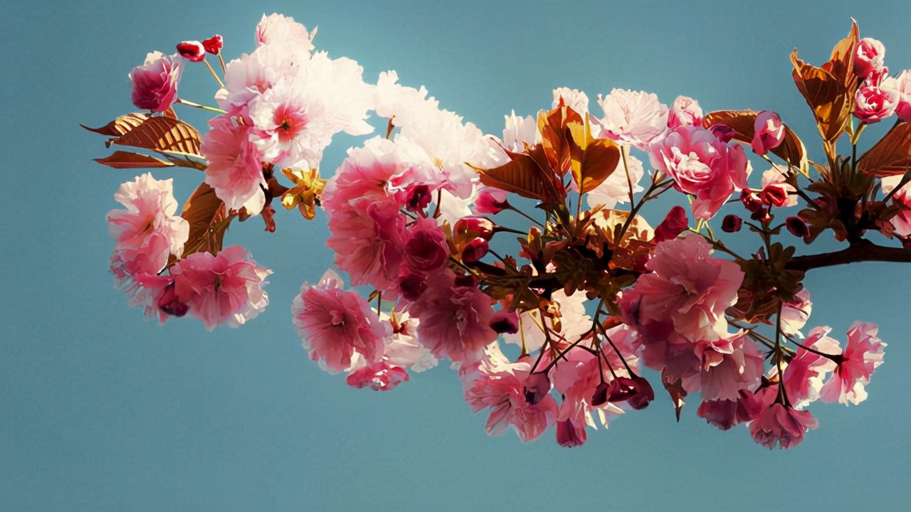 命中有桃花劫的男人如何破解,命中的桃花劫是躲不掉的吗