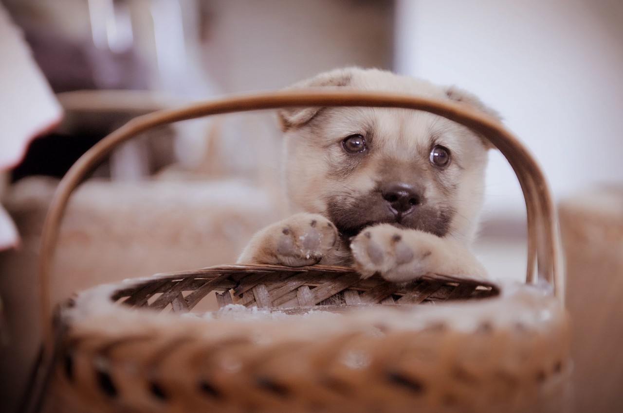 鍜岄奔涓哥帺娓告垙,楸间父娓告垙闄帺