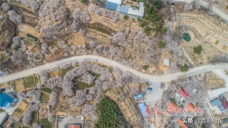 崂山花海,青岛崂山花海