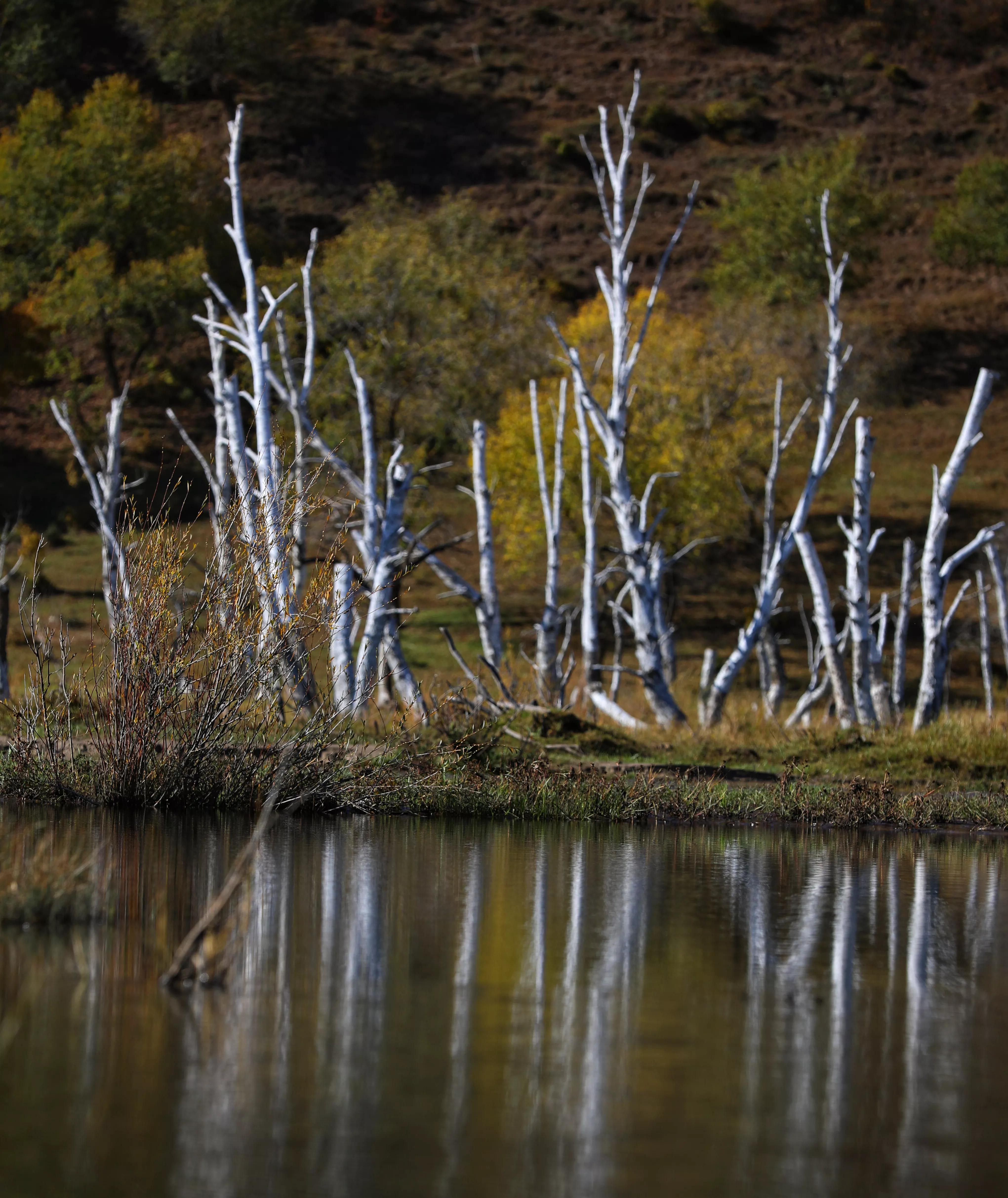 坝上秋色草原,坝上草原游记作文