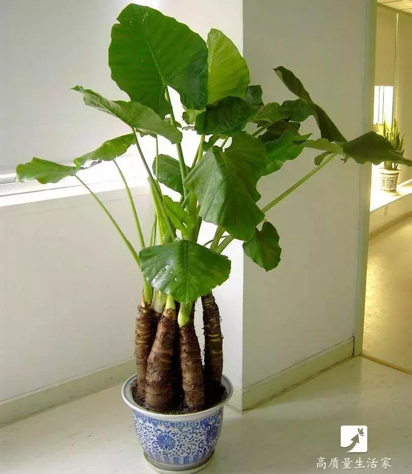 装修房子吸甲醛最好的是什么植物,吸甲醛最好的植物排名