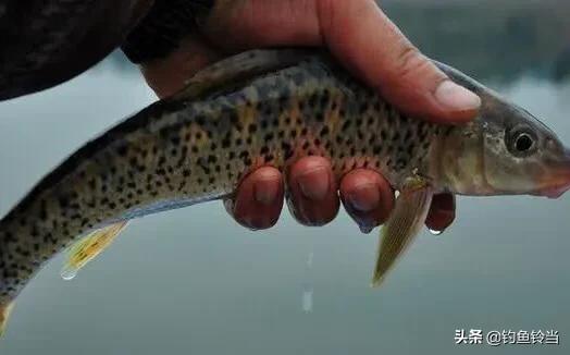 花骨鱼和重唇鱼的习性有何区别,经常遭人误解是什么果报