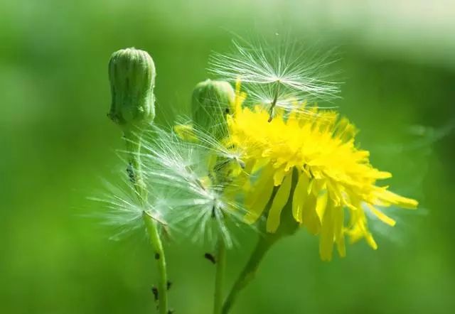 养鸡小妙招：雏鸡饲料加蒲公英，鸡群生病不用愁
