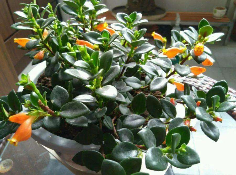 好养皮实的吊兰植物,金鱼吊兰怎么养一年开次花