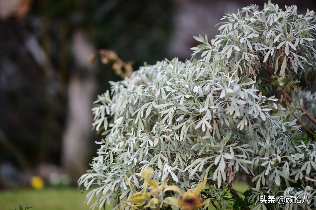 零下9度来袭，花园里的绿色是那么动人|园丁