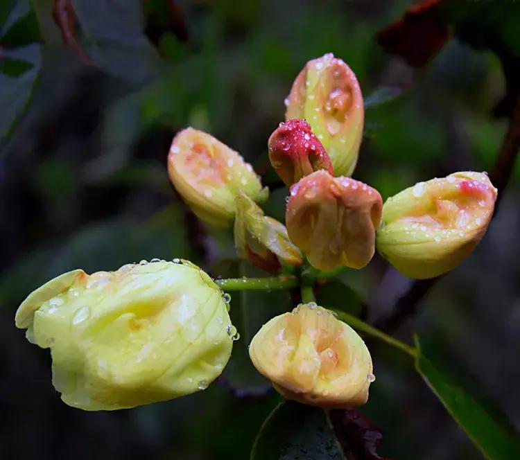 凉山最漂亮的花海,西昌赏花攻略