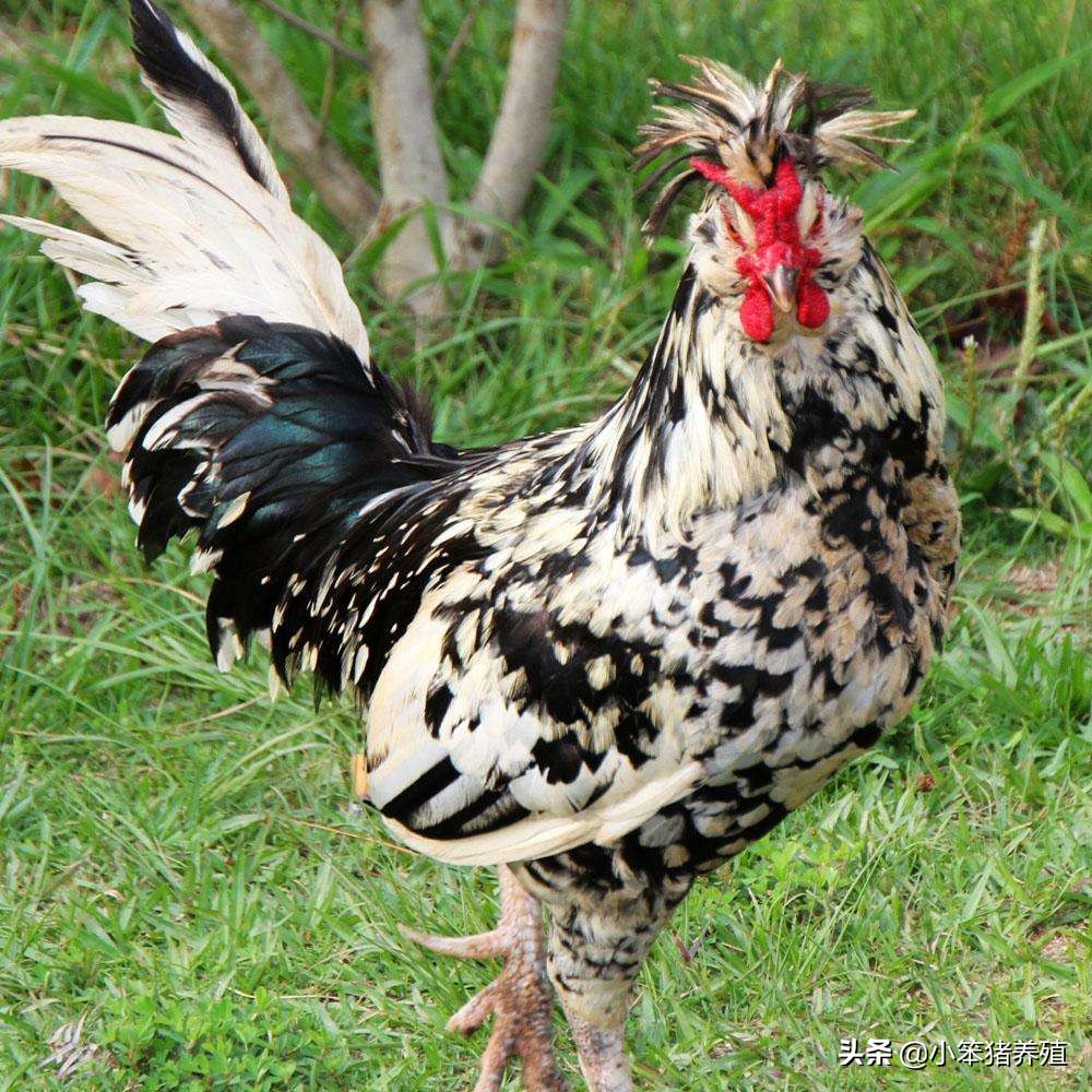 鸡主要内脏器官观察,鸡病解剖的三个重要器官