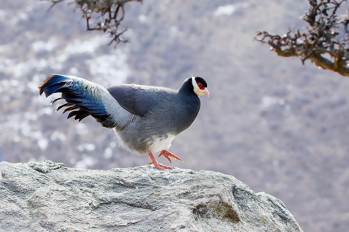 东江揽胜,惠州淡水常见鸟类图谱