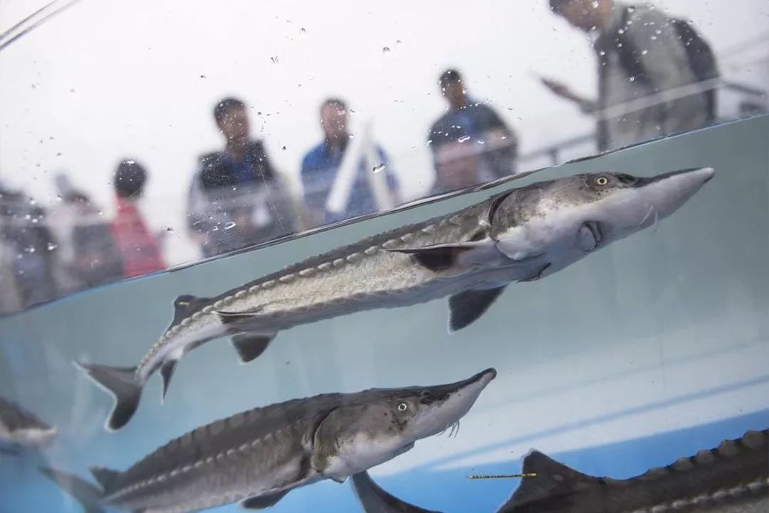 1.5亿年前的娃娃鱼，3000公里寻根的中华鲟，或因人类而灭绝