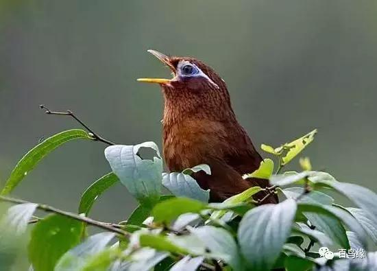 画眉鸟被压口的表现及样子,画眉雏鸟什么时候压口