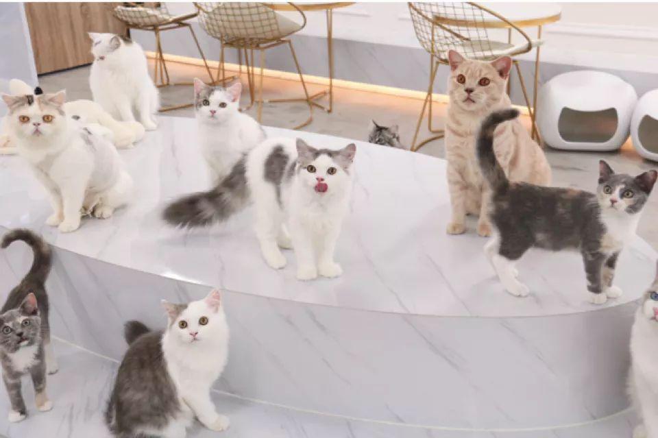 深圳10家顶级餐厅,深圳10大必吃的餐厅